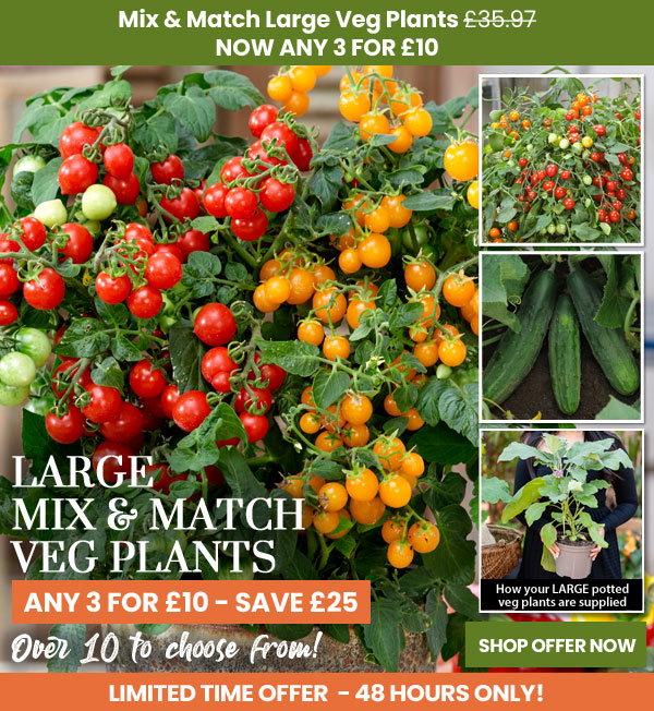 Mix & Match LARGE Veg