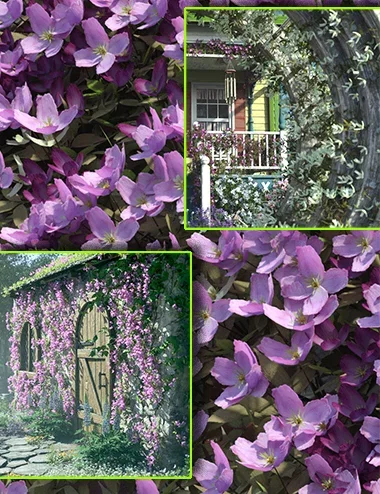 Scatters - Clematis Montana - With Ultra Scatter 2 Presets