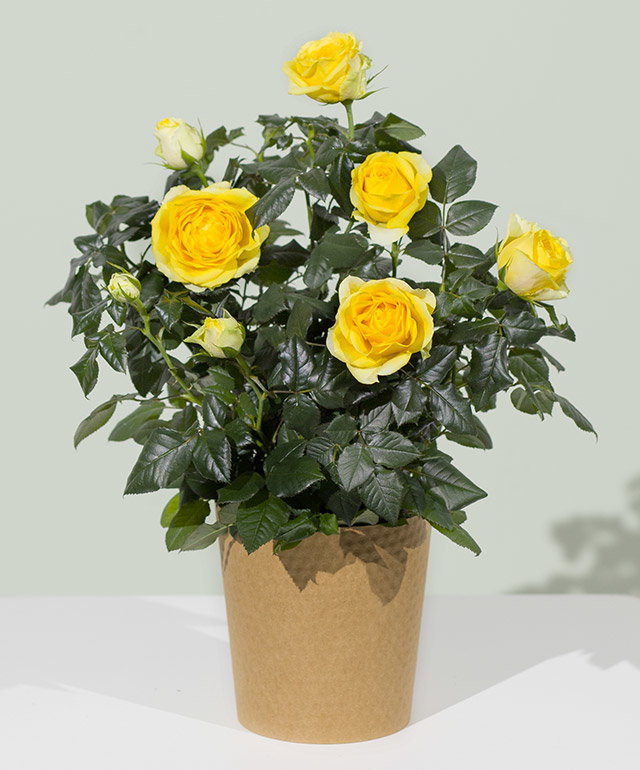 Yellow Rose Plant