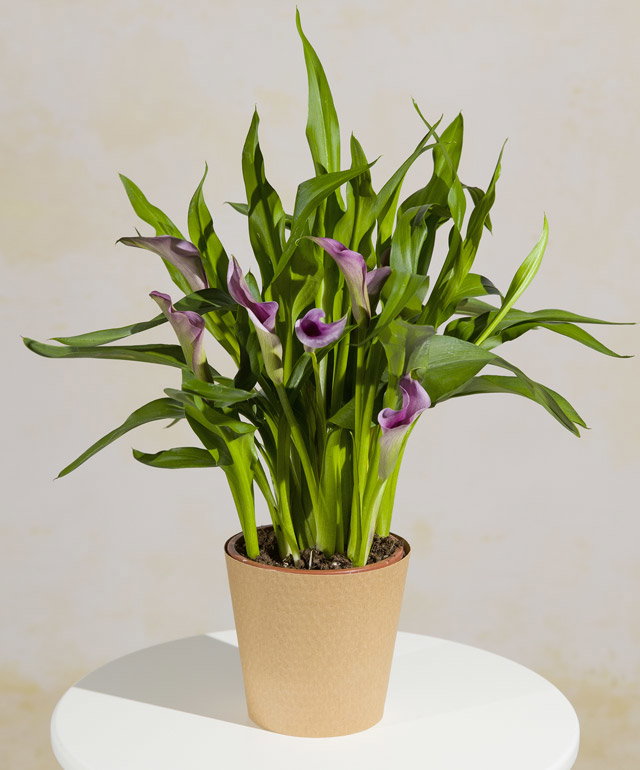 Purple Calla Lily