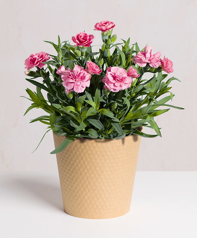 Pink Carnation Plant