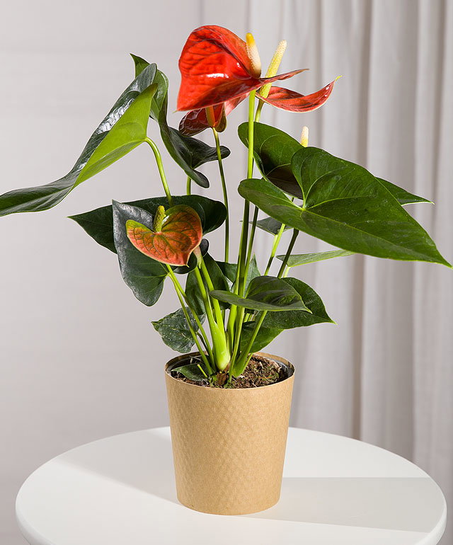 Coral Anthurium