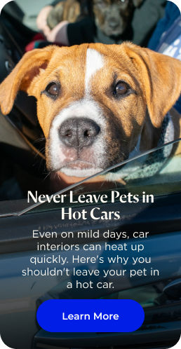 Never Leave Pets in Hot Cars