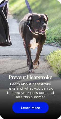 Prevent Heatstroke in pets