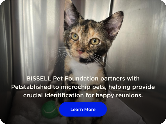 Microchipping pets helps provide crucial identification 