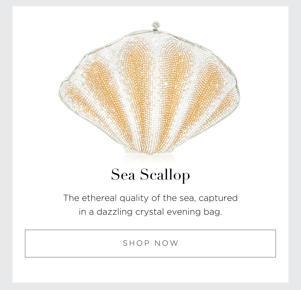 Sea Scallop