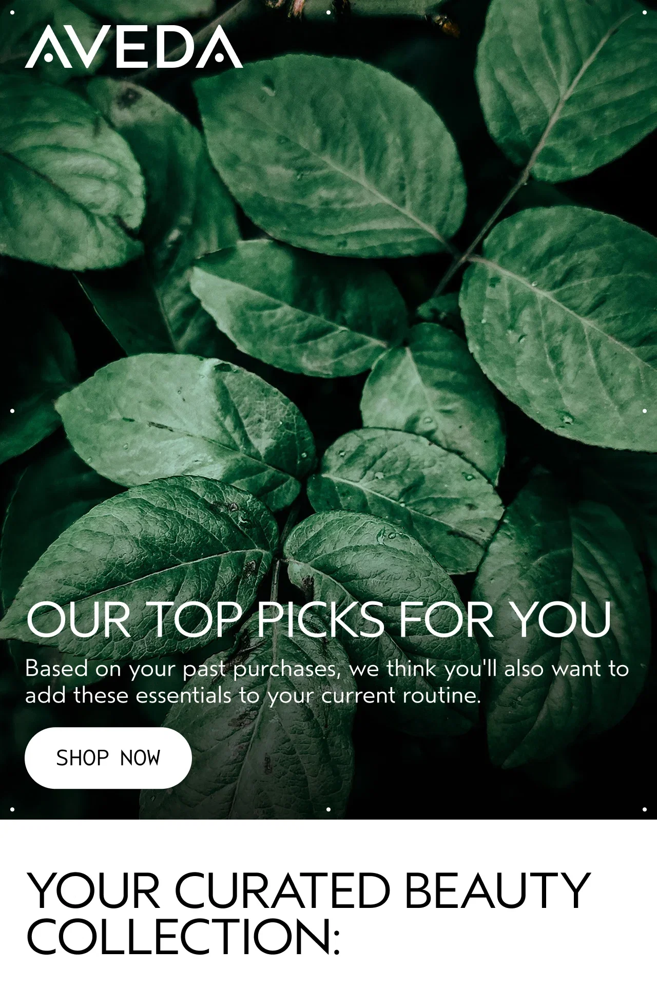AVEDA | OUR TOP PICKS FOR YOU | Based on your past purchases, we think you'll also want to add these essentials to your current routine. | SHOP NOW | YOUR CURATED BEAUTY COLLECTION: