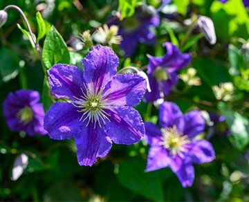 Check for clematis wilt