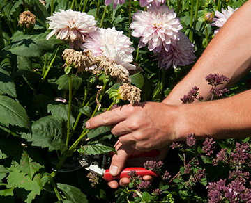 Keep deadheading