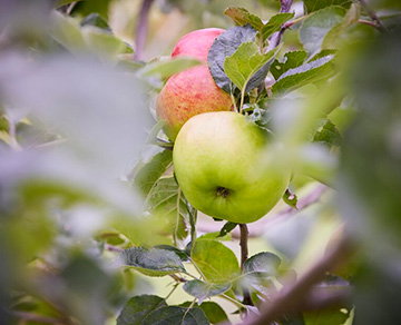 Summer prune apples