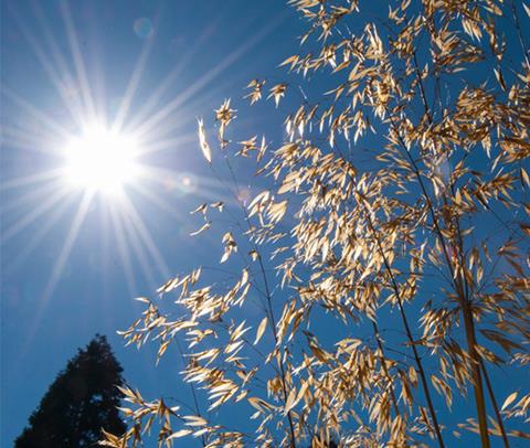 How to reduce your water use during a heatwave