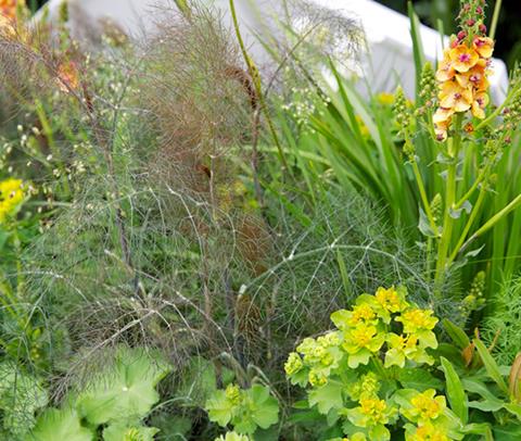 Why bronze fennel is the all-rounder your garden needs