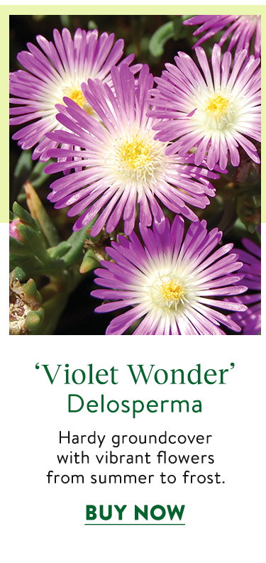 Violet Wonder, Desloperma