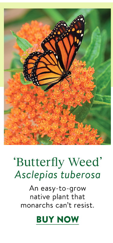 Butterfly Weed Asclepias Tuberosa