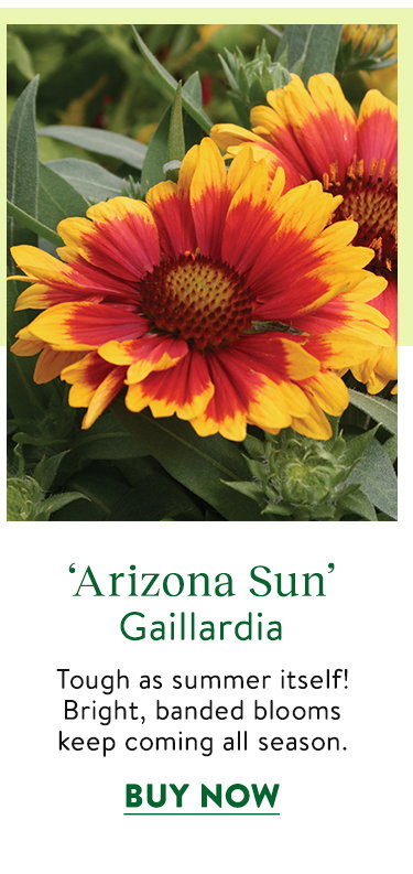 Arizona Sun, Gillardia