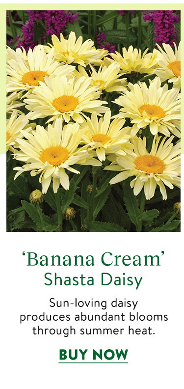 Banana Cream, Shasta Daisy