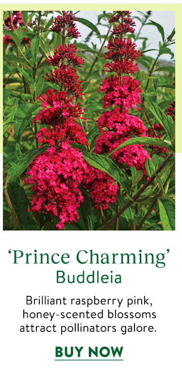 Prince Charming, Buddleia