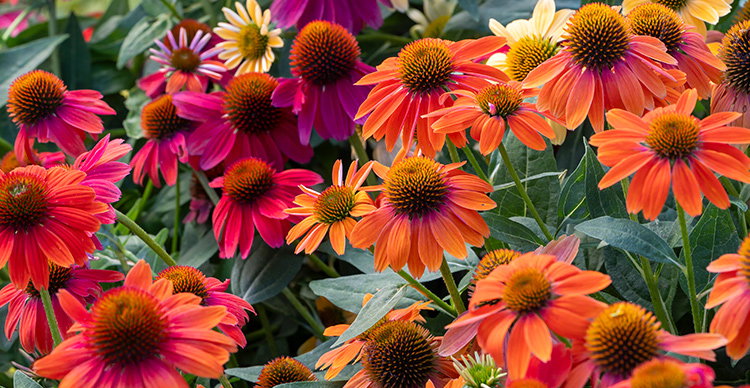 Drought Resistant Perennial