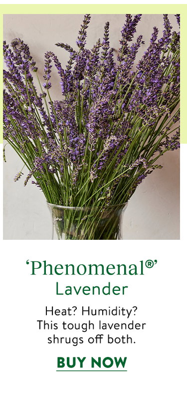 Phenomenal, Lavender