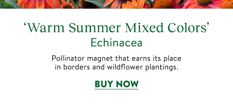 Warm Summer, Echinacea