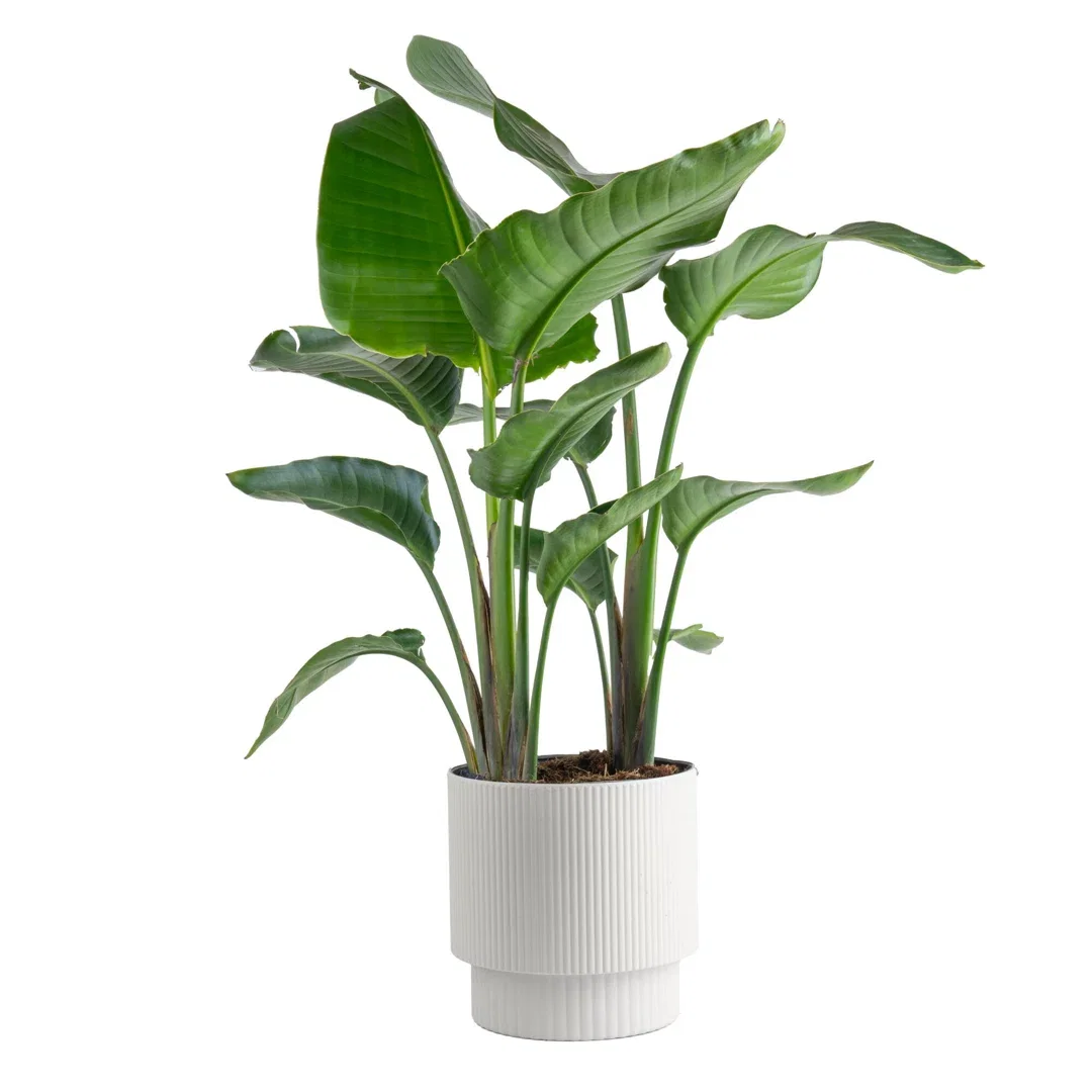 Costa Farms Indoor White Bird of Paradise House Plant in 10-inch Décor Pot