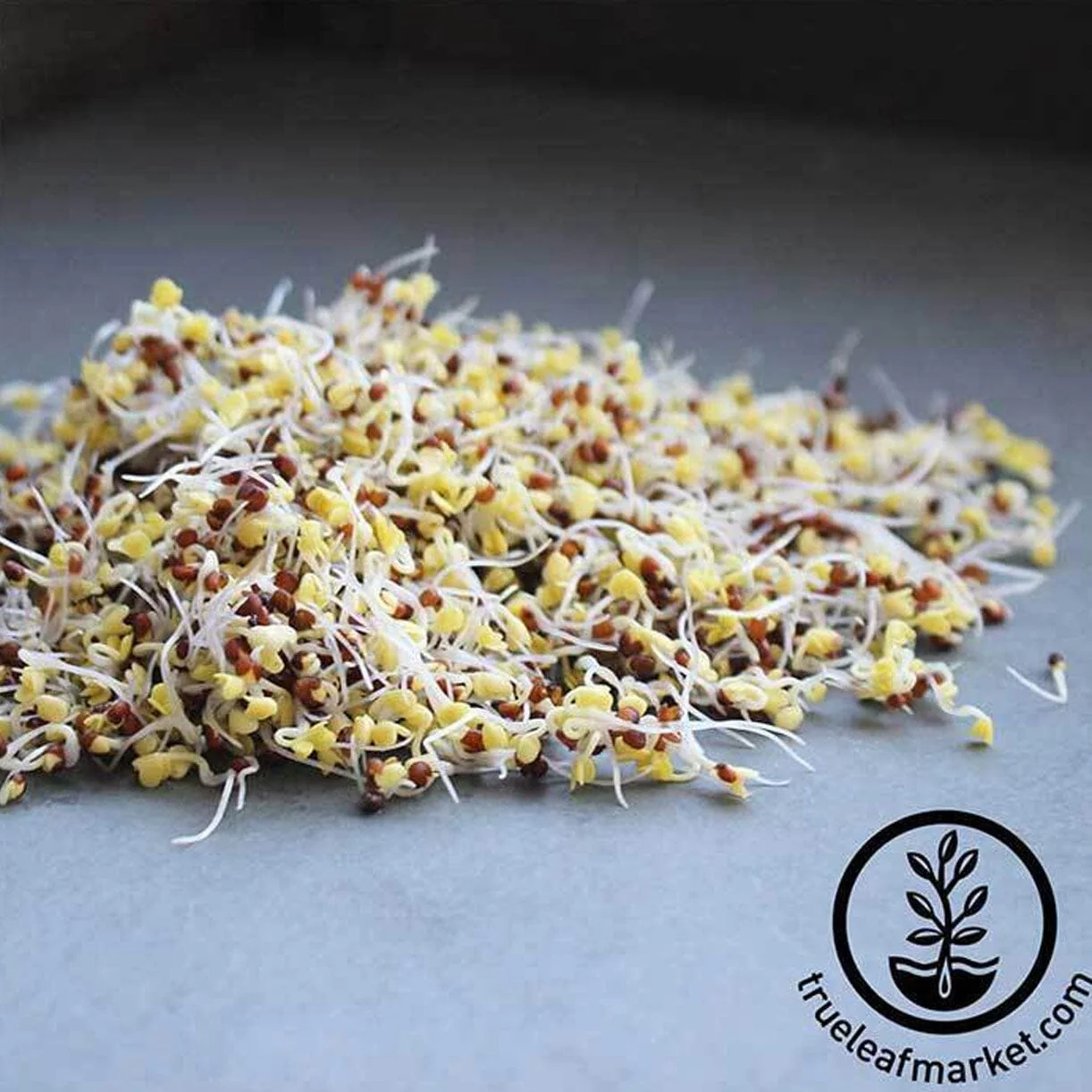 Broccoli - Organic - Sprouting Seeds