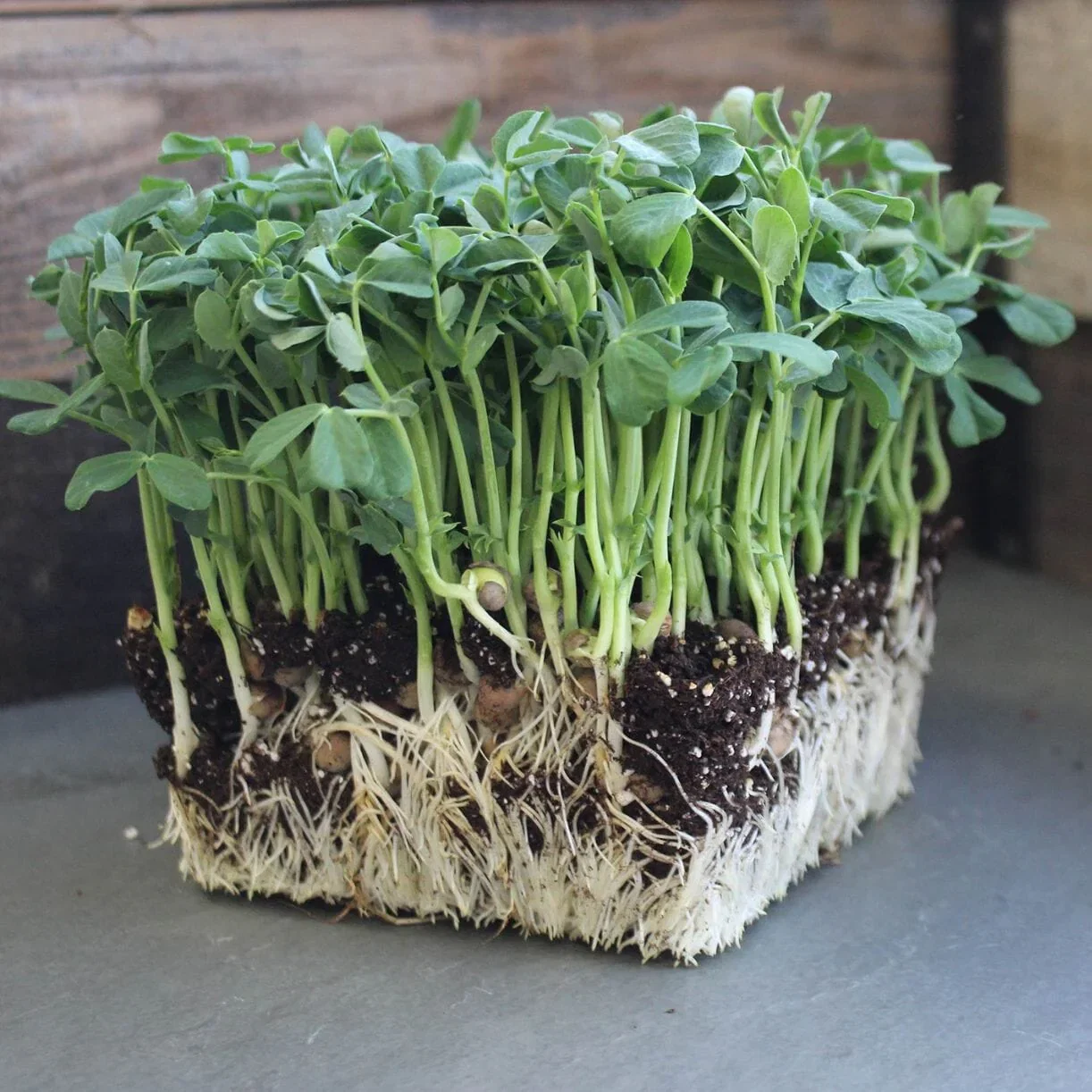 Pea - Speckled (Organic) - Microgreens Seeds