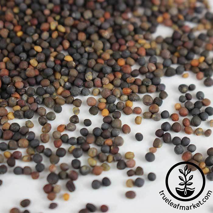Basic Salad Mix - Microgreens Seeds