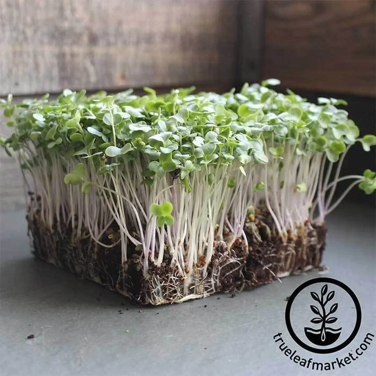 Broccoli - Waltham 29 - Microgreens Seeds