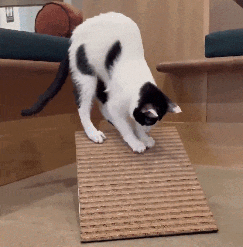 Free Shipping on the Scratchify! Incline Scratcher Incline Scratcher Scratchify!