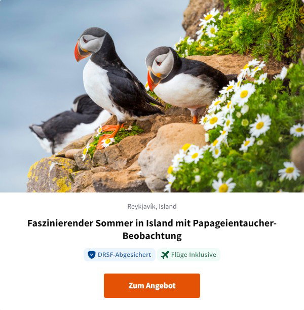 Faszinierender Sommer in Island mit Papageientaucher-Beobachtung