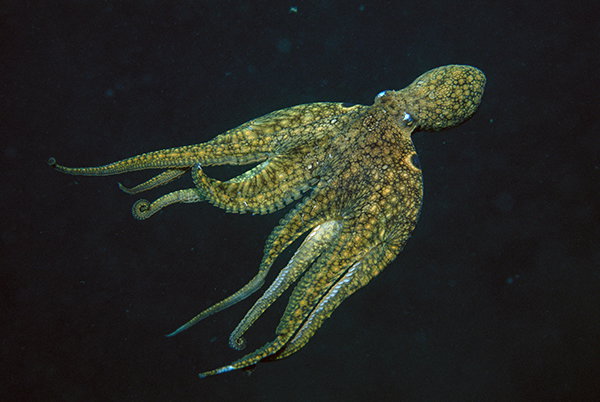 A California Two-spot Octopus (Octopus bimaculoides) swimming underwater.
