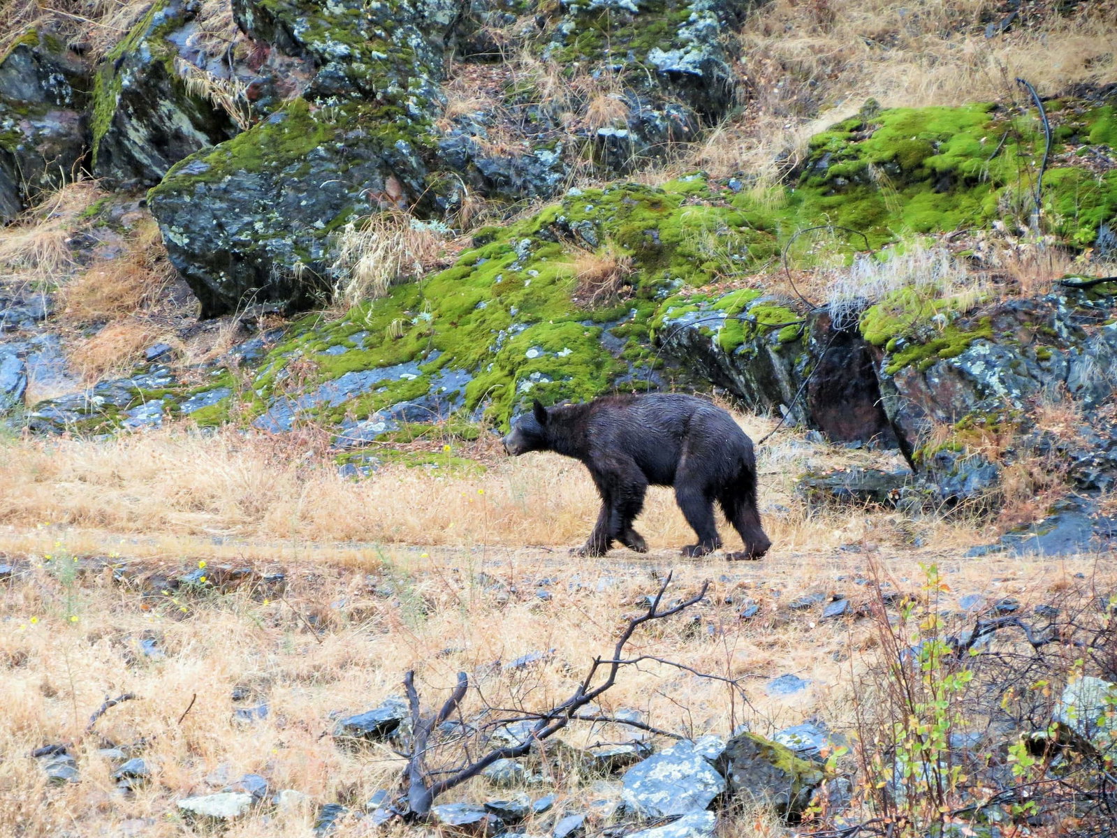 Black bear walking
