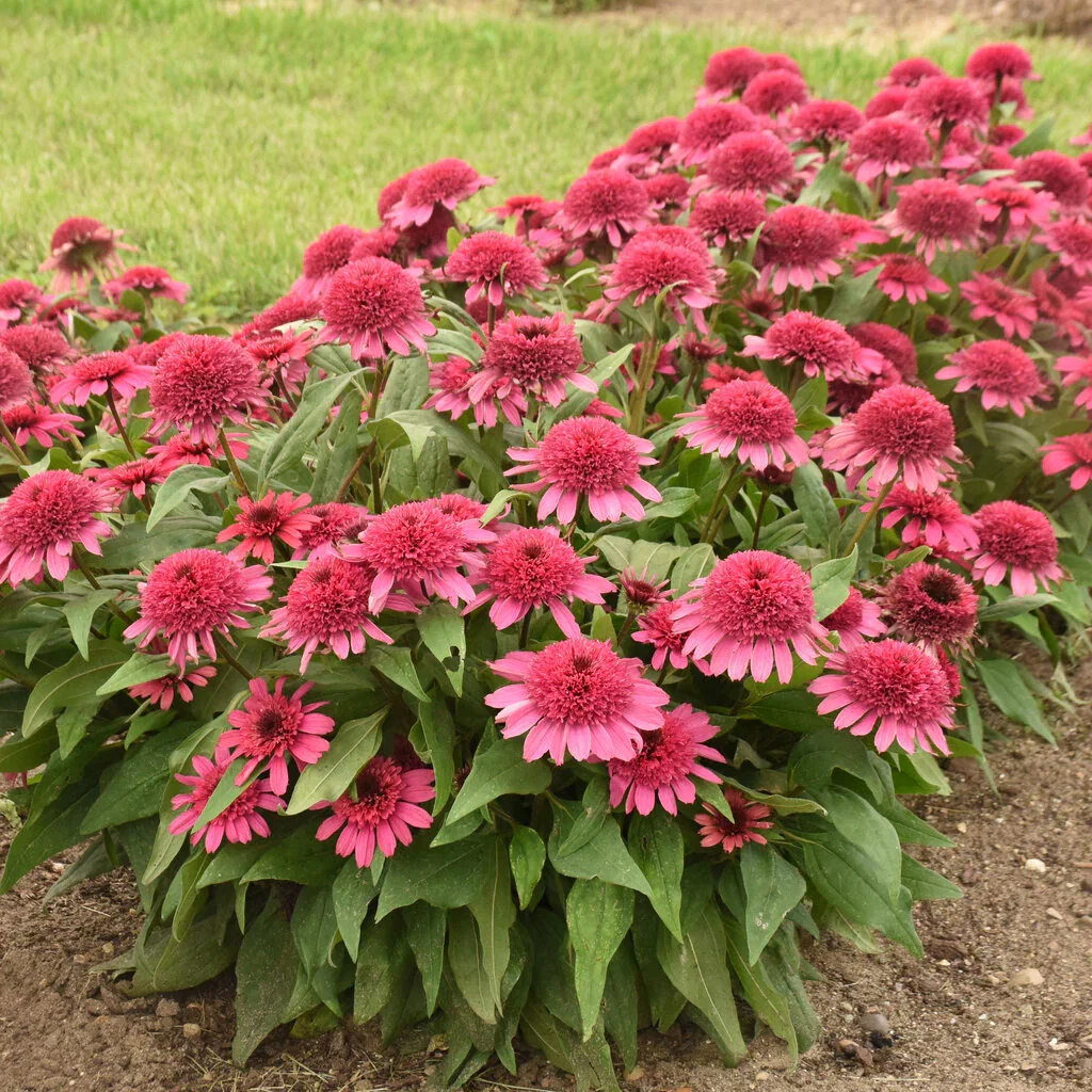 Raspberry Truffle Coneflower