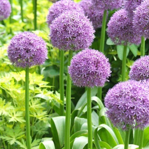 Allium Serendipity