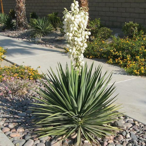 Yucca  Excalibur