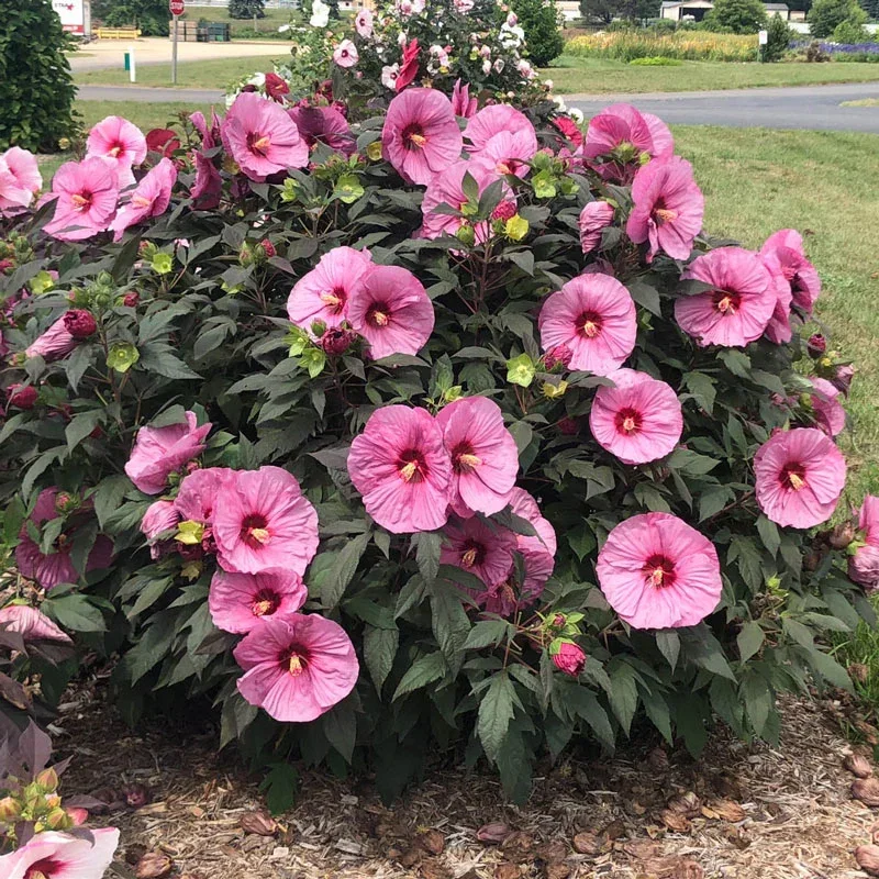 Berry Awesome Hardy Hibiscus
