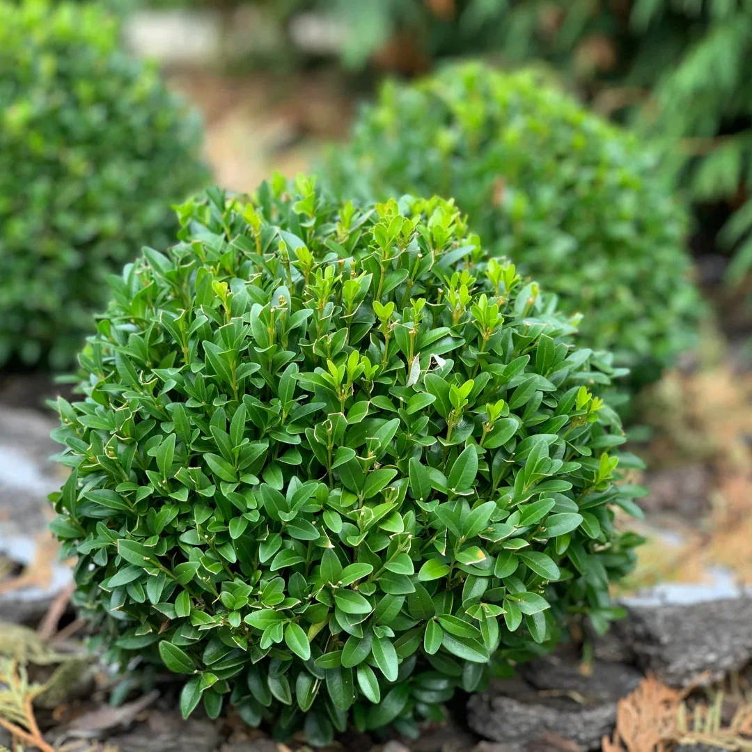 Dwarf English Boxwood