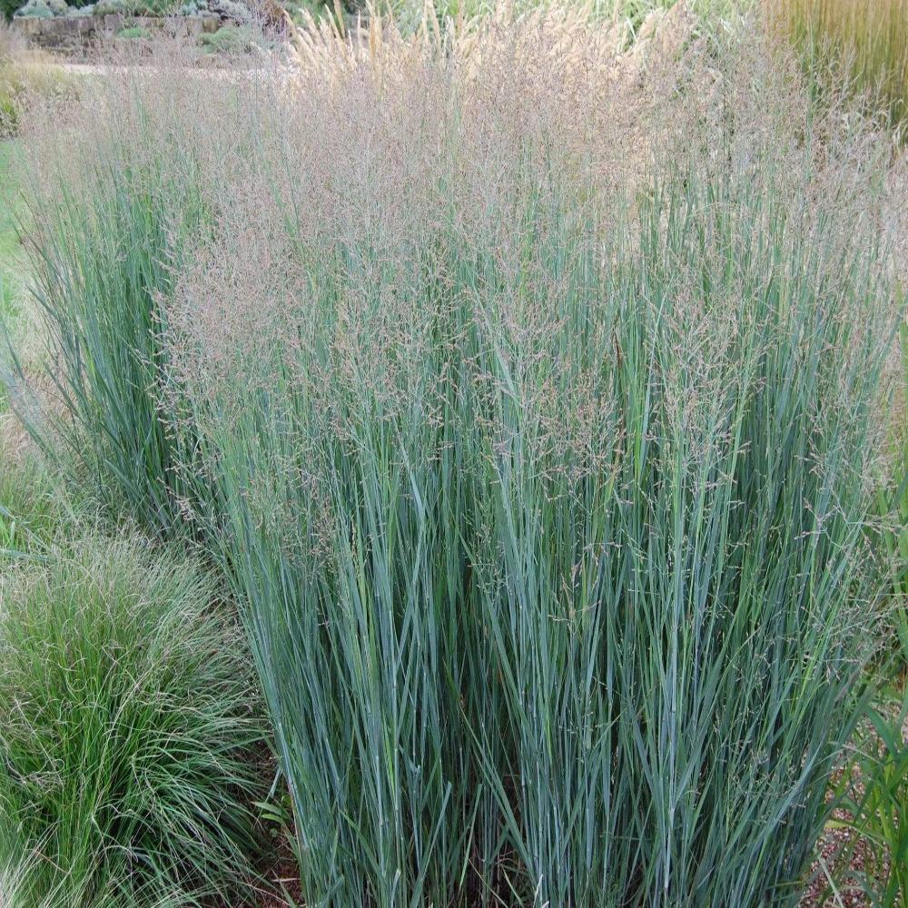 Heavy Metal  Switchgrass