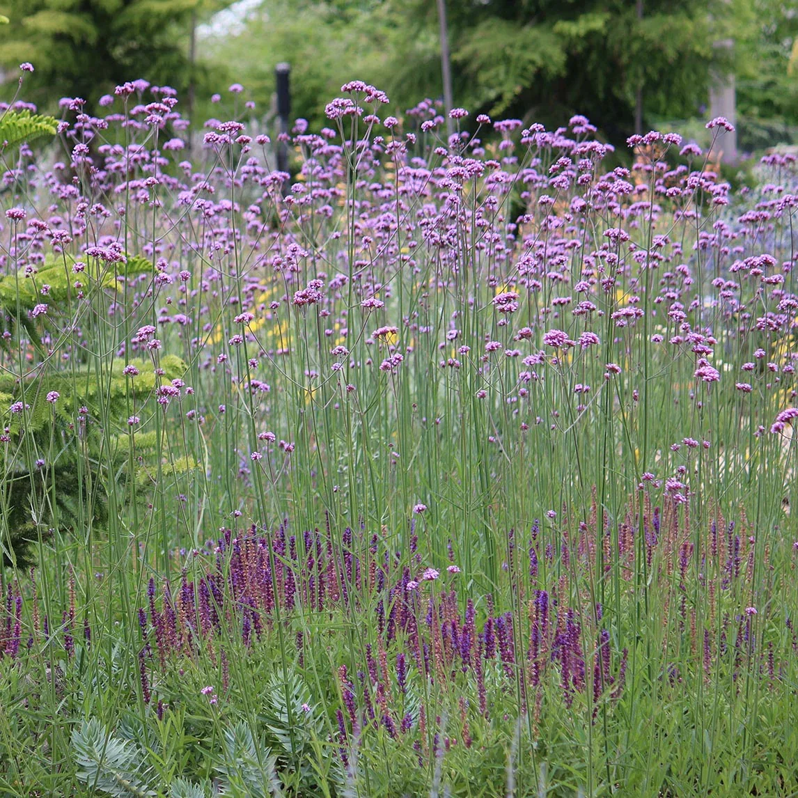 Tall Verbena (Verbena bonariensis)
