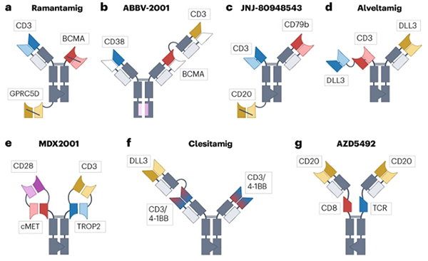 An infographic depicting seven multispecific T-cell engagers.