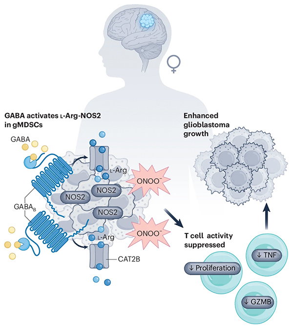 An infographic showing the neurotransmitter GABA activating the L-Arg–NOS2 axis in monocyte-derived suppressor cells, which then lower T cell activity in females.
