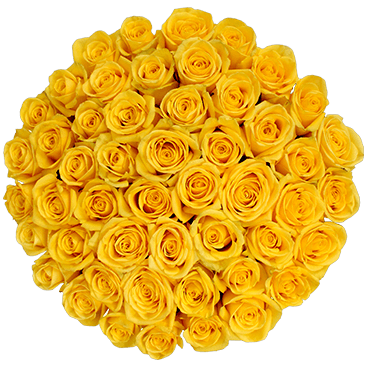  50-stem Yellow Roses