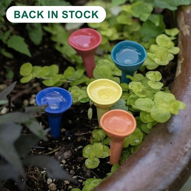 Ceramic Bee Drinking Cup - Set of 5