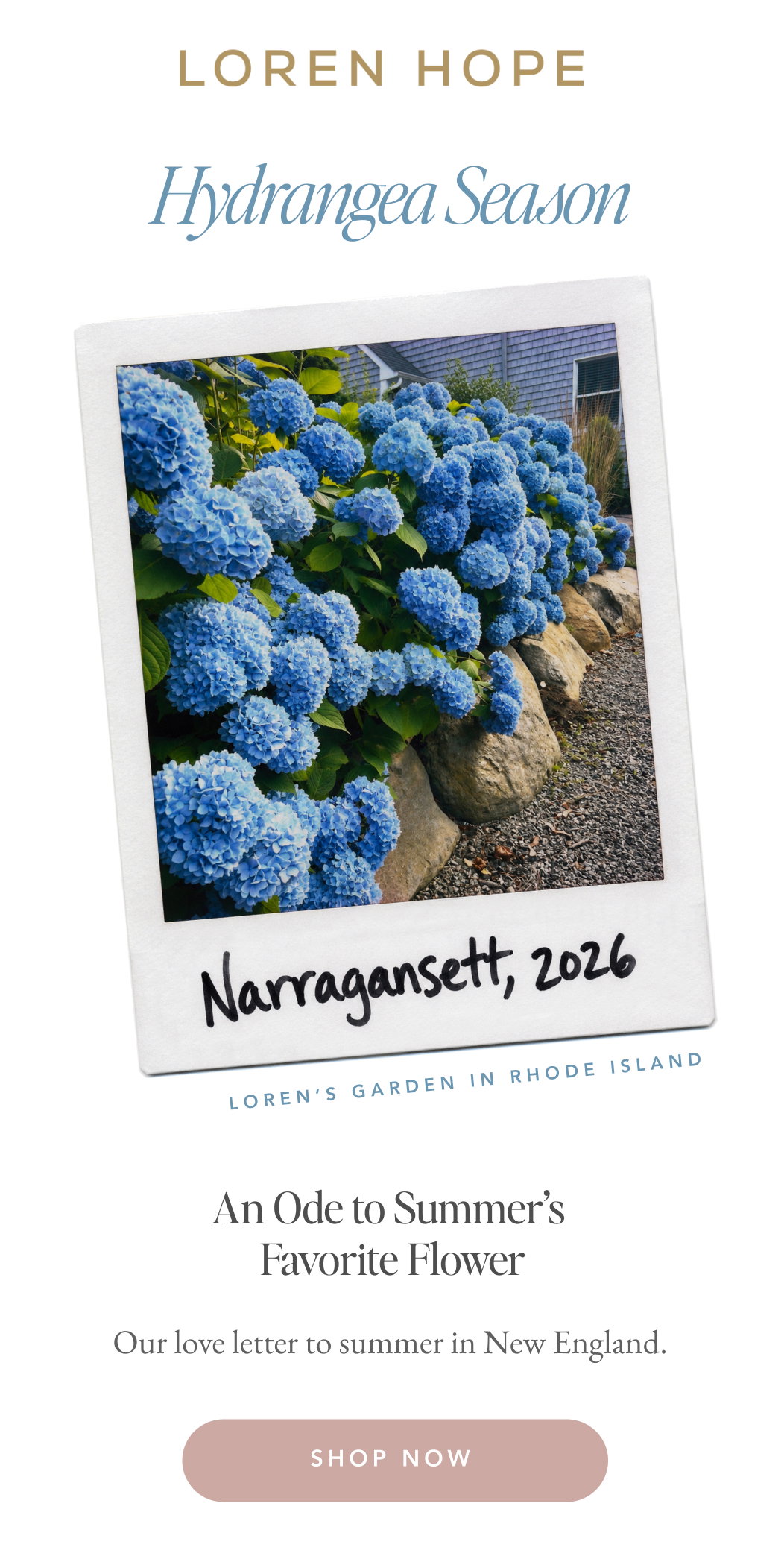 The Hydrangea Studs