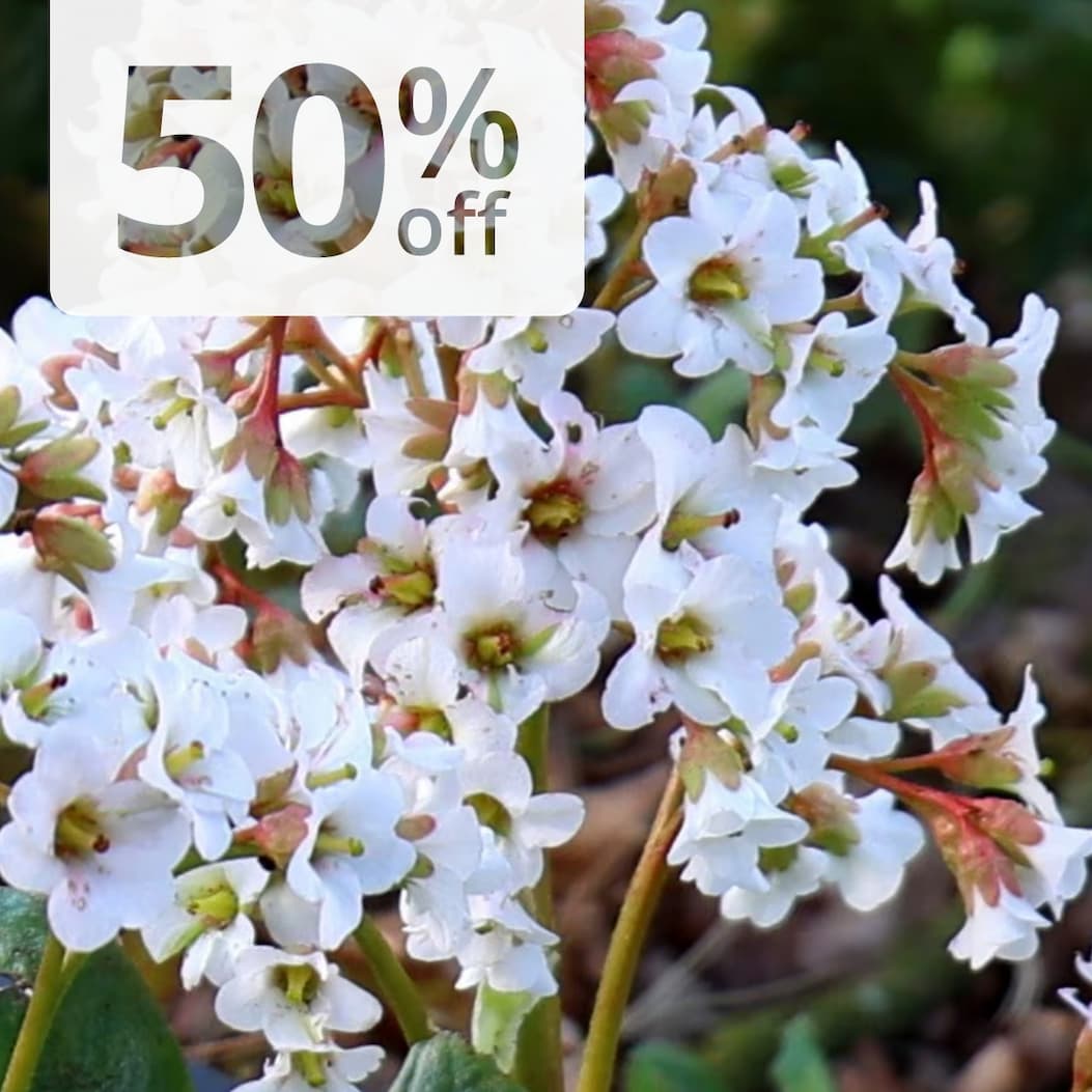 Bergenia 'Bressingham White'