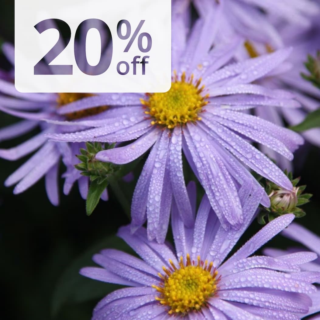 Aster × frikartii 'Mönch'