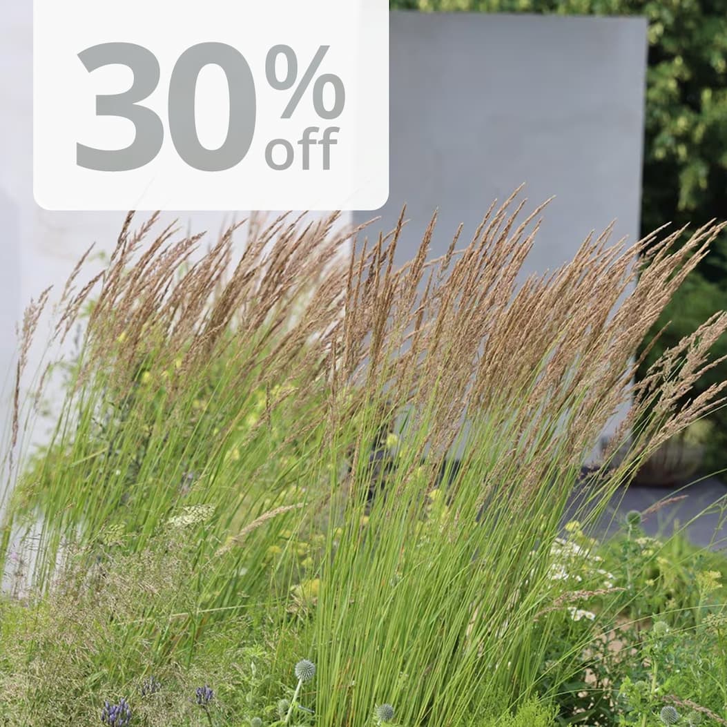 Calamagrostis × acutiflora 'Karl Foerster'