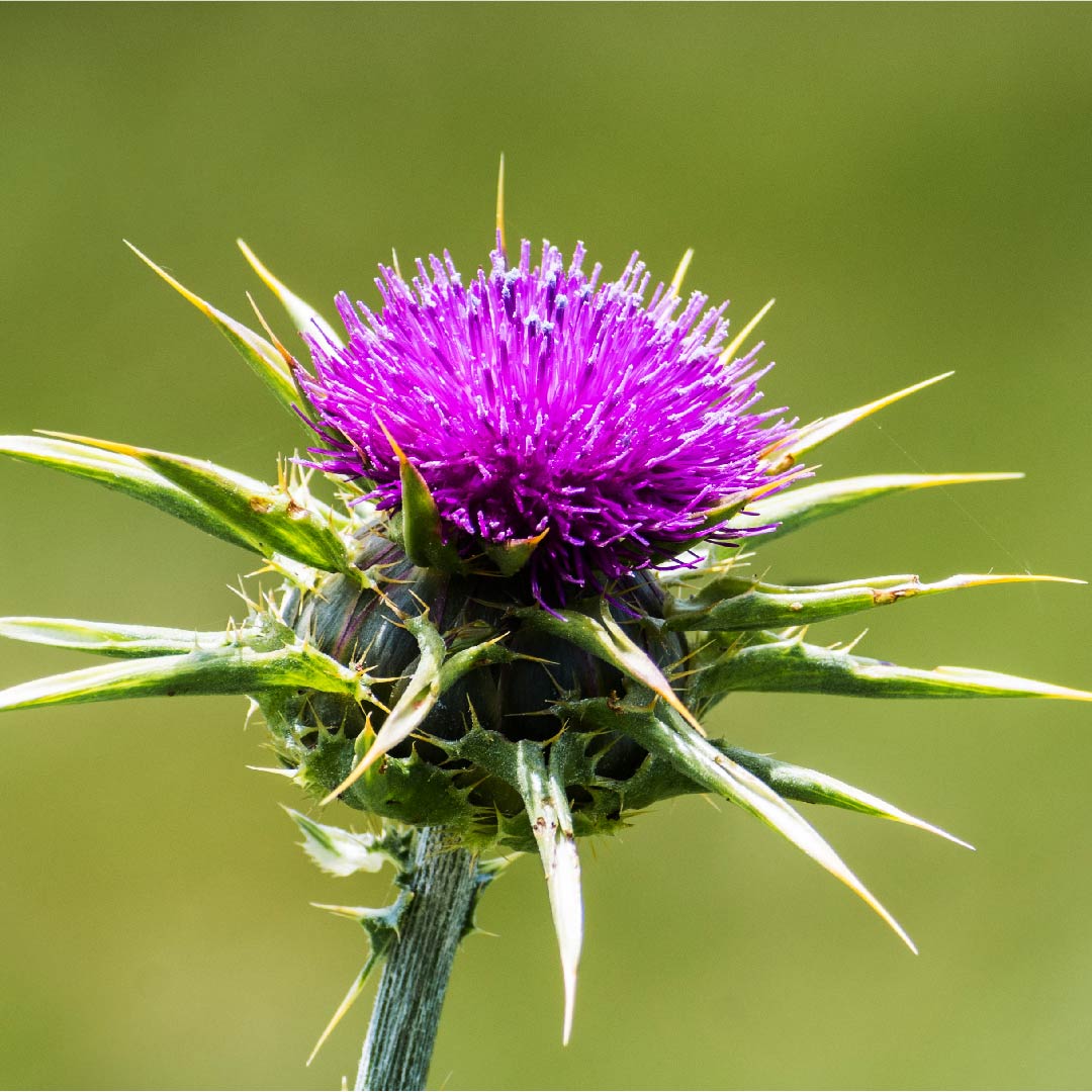 Milk Thistle