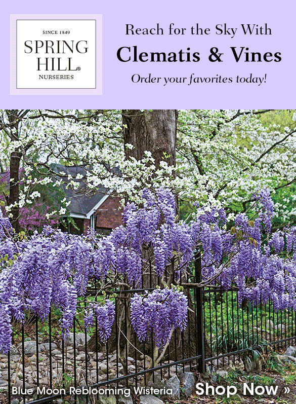 Clematis & Other Flowering Vines